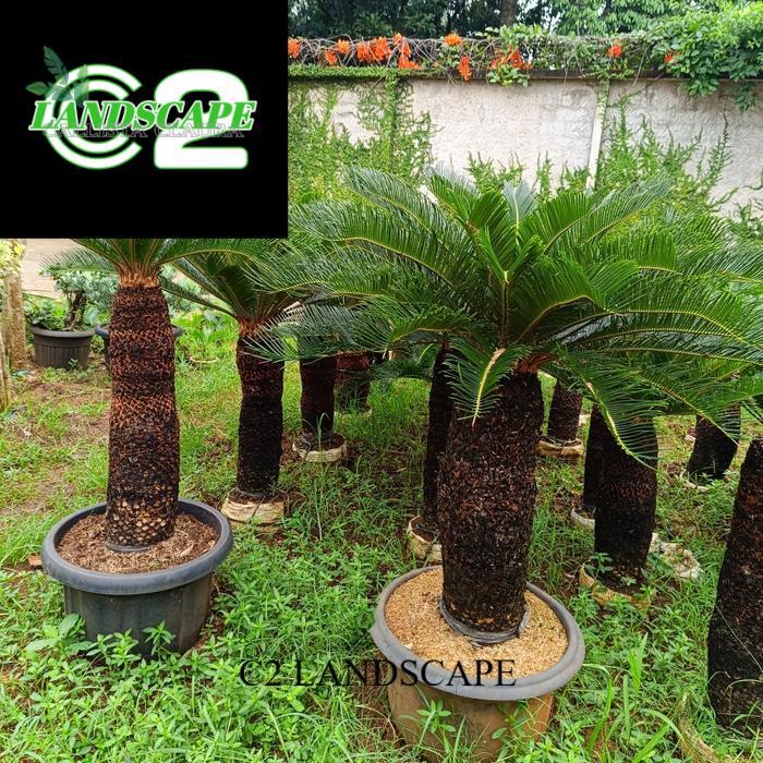 Tanaman Hias Palem Sikas - Pohon Palem Sikas Varian Tinggi