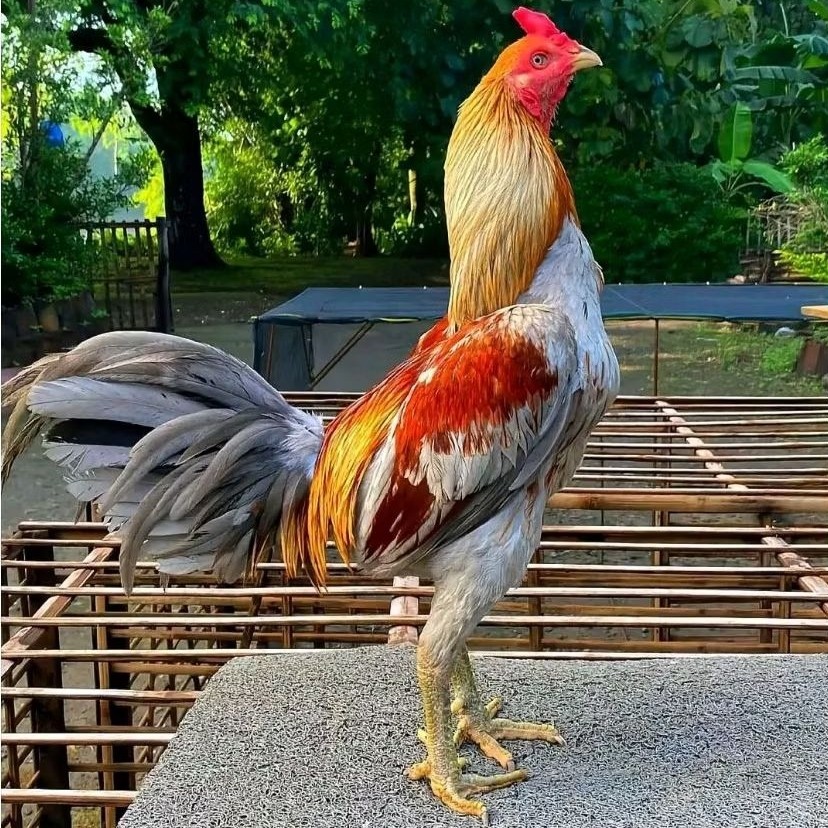 TELUR  AYAM  PAMA IQ ORI PETARUNG JUARA UNTUK DITETASKAN