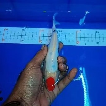 Koi tancho sanke original 16-18cm elegan berkualitas