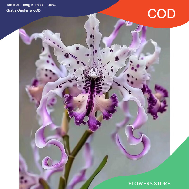 Terlaris Anggrek dendrobium import purple spider - anggrek dendrobium dewasa - anggrek bunga hidup