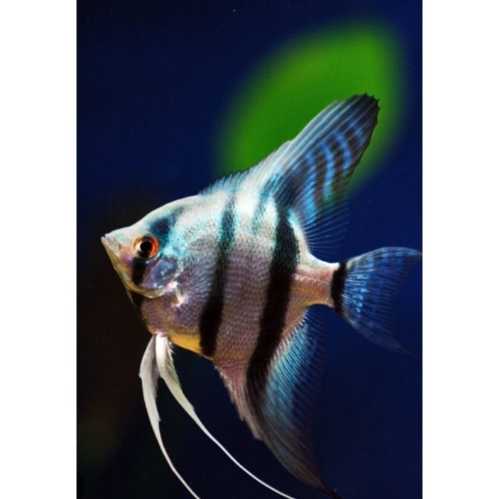 Manfish Hiasan Aquarium |Ikan altum size medium mevah