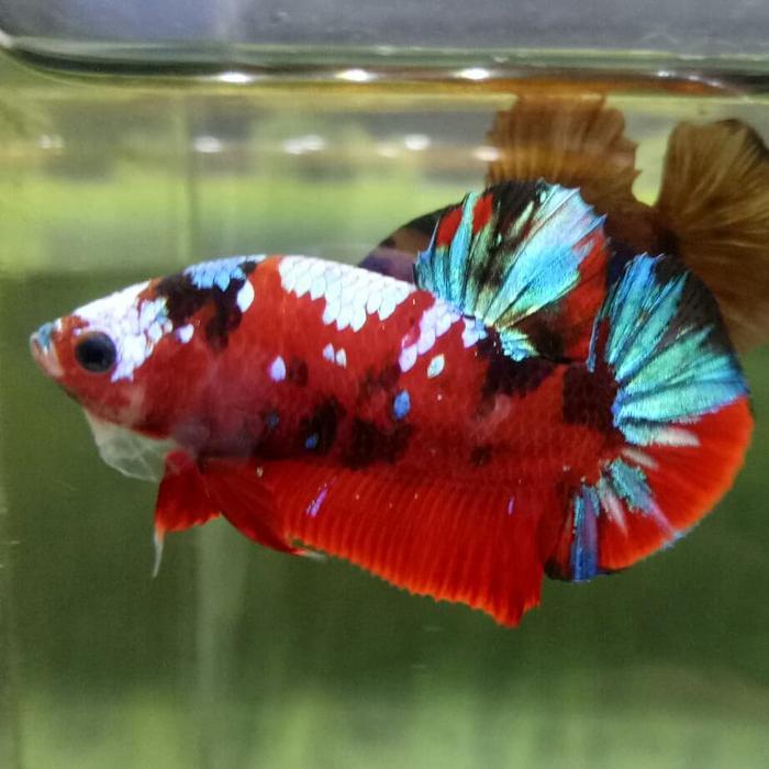 cupang galaxy multicolor grade a+ fulblok