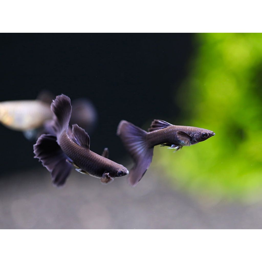 Hiasan Aquarium Guppy Black Moscow 4 jntan 2 betina
