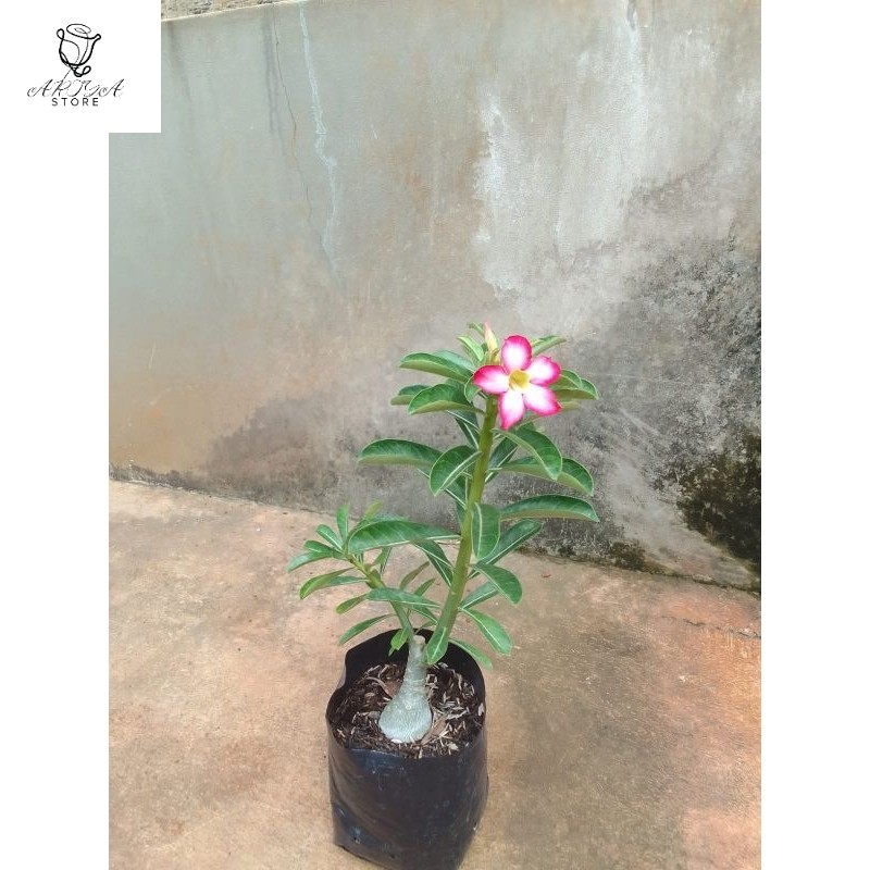 Tanaman Adenium kamboja bahan grafting