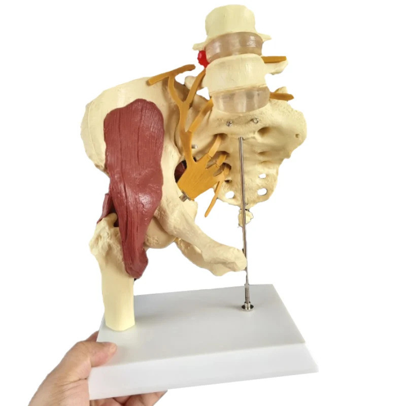 1:1 Nerves Hip Joint Muscle Anatomy Model Removable Movable Femur Heads Product Manual Card for Meca