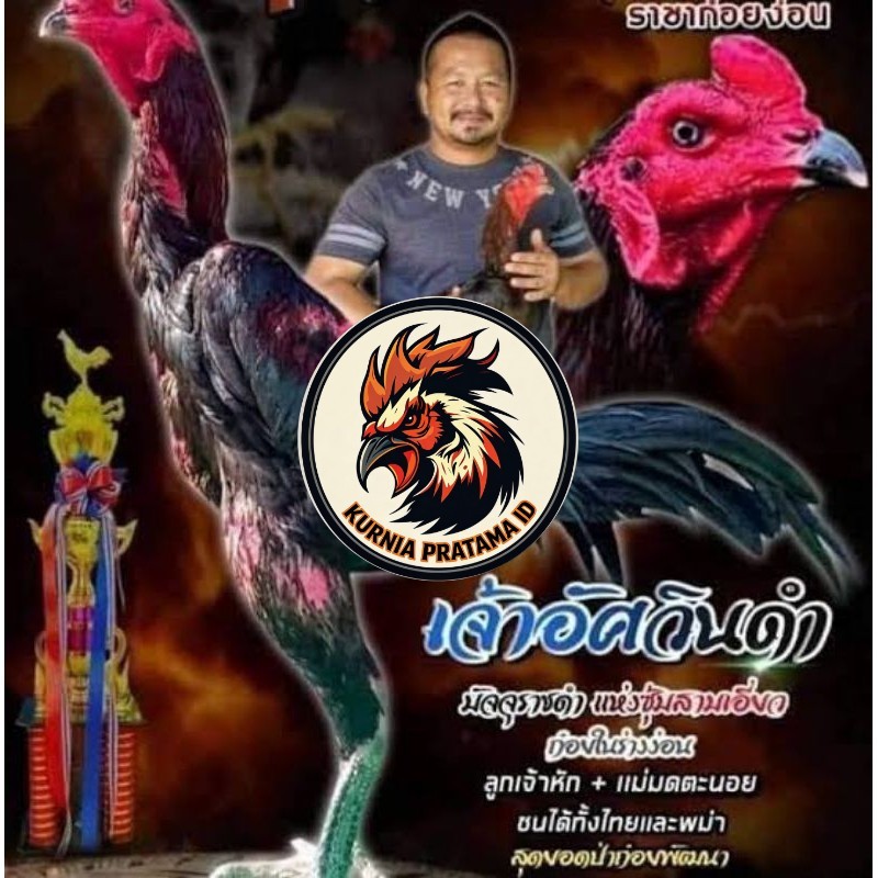 Telur fertil ayam pakhoy full brakot brutal / COD KURNIA PRATAMA ID