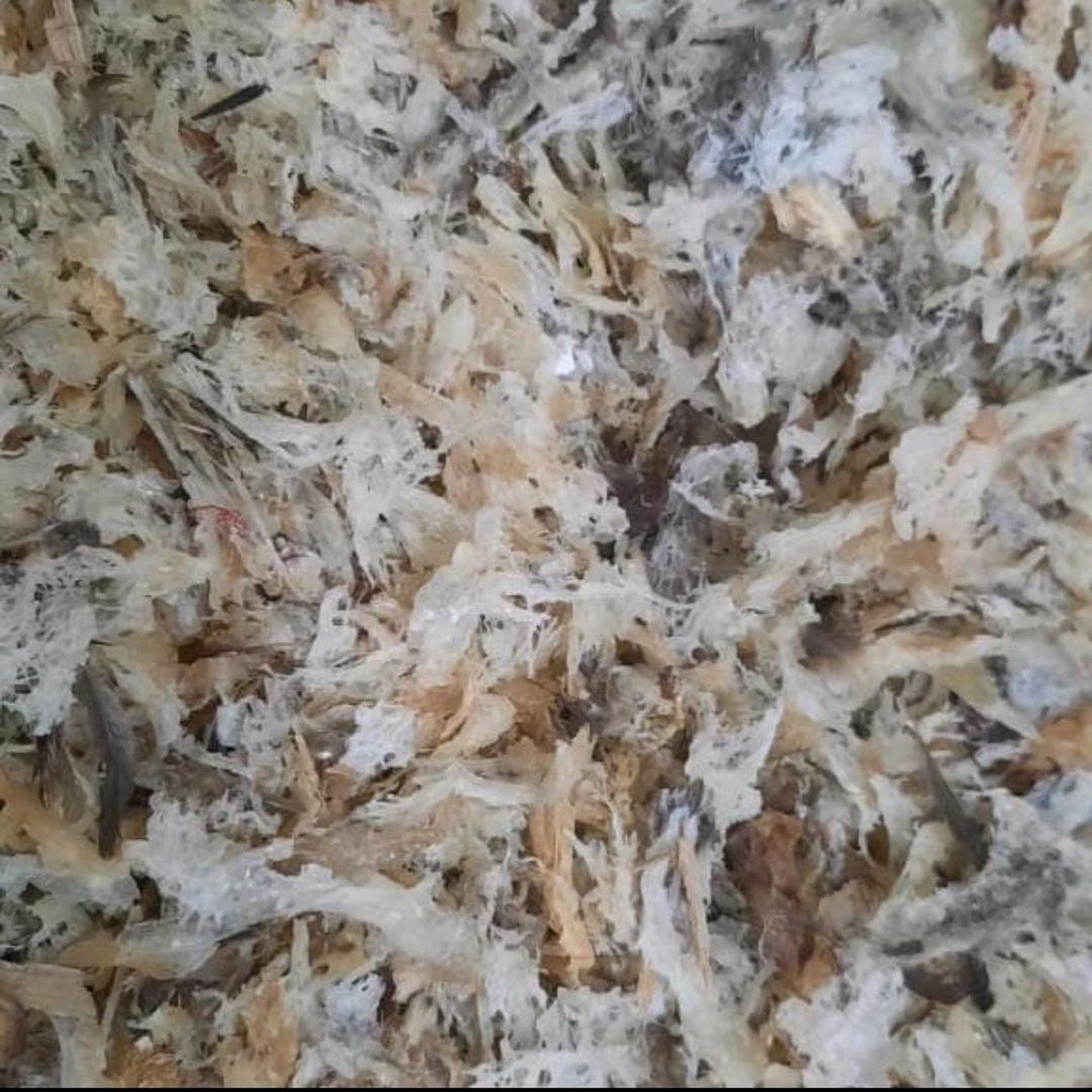 sarang burung walet hancuran kotor per gram