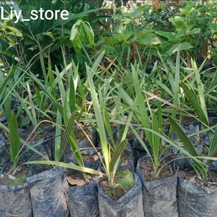 bibit pohon kurma ajwa