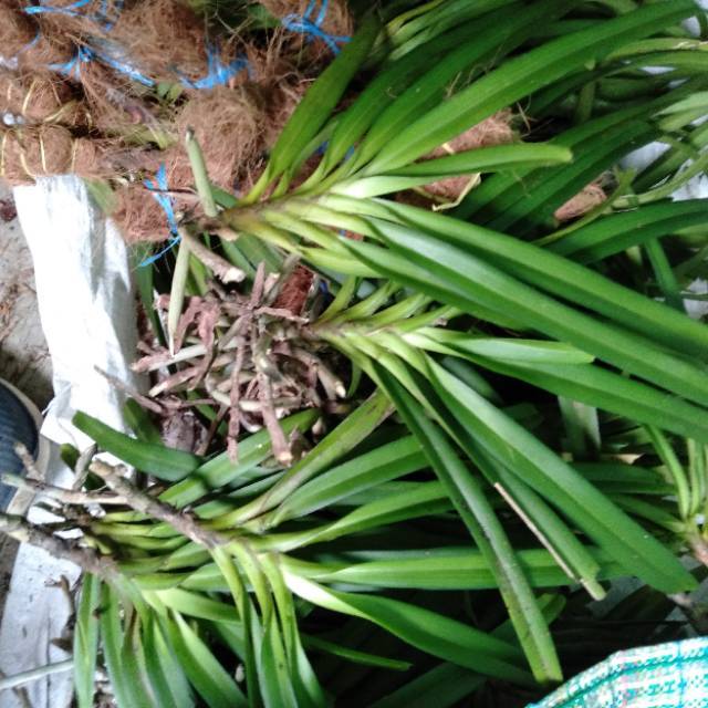 paket 8 Anggrek Retusa / Anggrek Ekor Tupai  Berkualitas