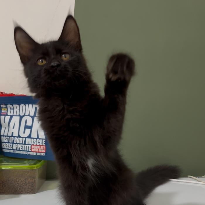 Kucing mainecoon nonped hitam