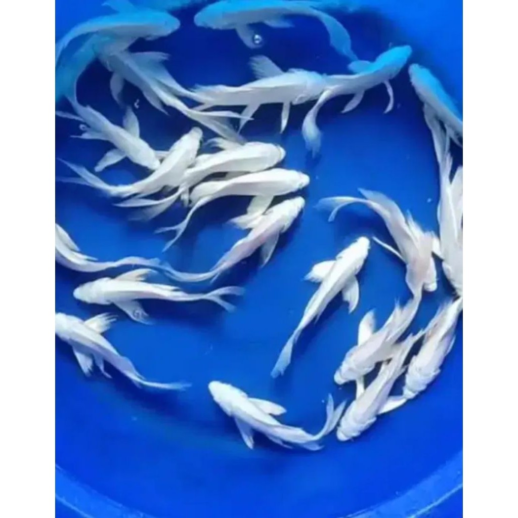 bibit koi slayer platinum uk 12-15cm kumpay