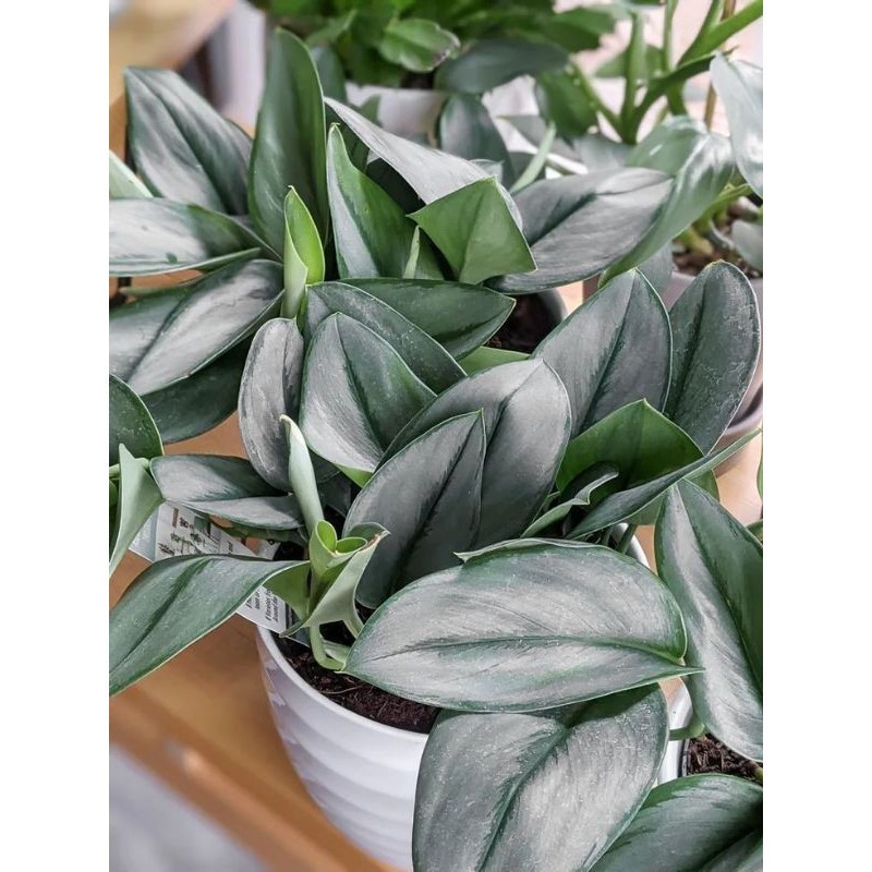 { BISA COD } TANAMAN HIAS SCINDAPSUS TREUBII MOONLIGHT - SCINDAPSUS SUSU