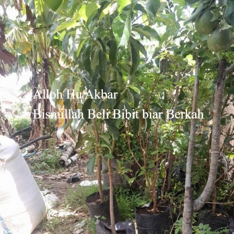 Tanaman Alpukat Miki 1 Meter Batang Besar