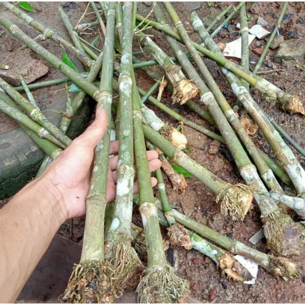 Bibit bambu petung raksasa/petung gombang/bambu bitung siap tanam