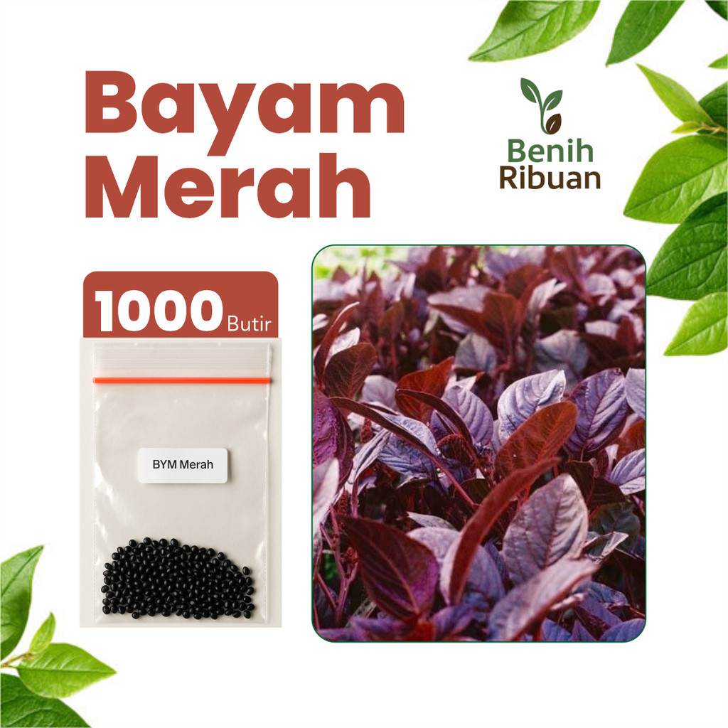 BENIH JAYA - Benih Sayur Bayam Merah Unggul, Benih Sayur Bayam Merah Super Bibit Sayur Bayam Merah