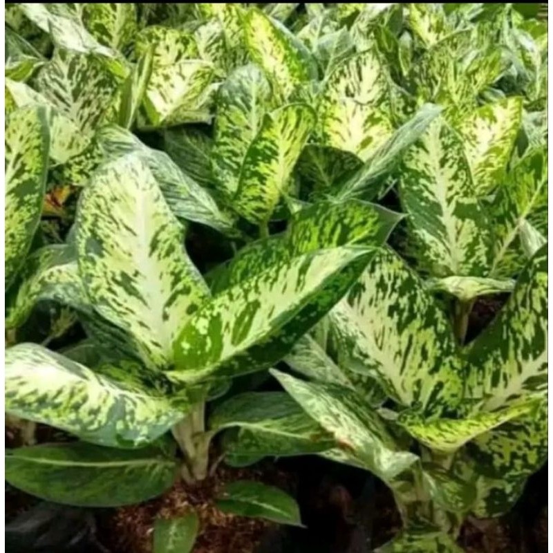 Tanaman Hias diven candi