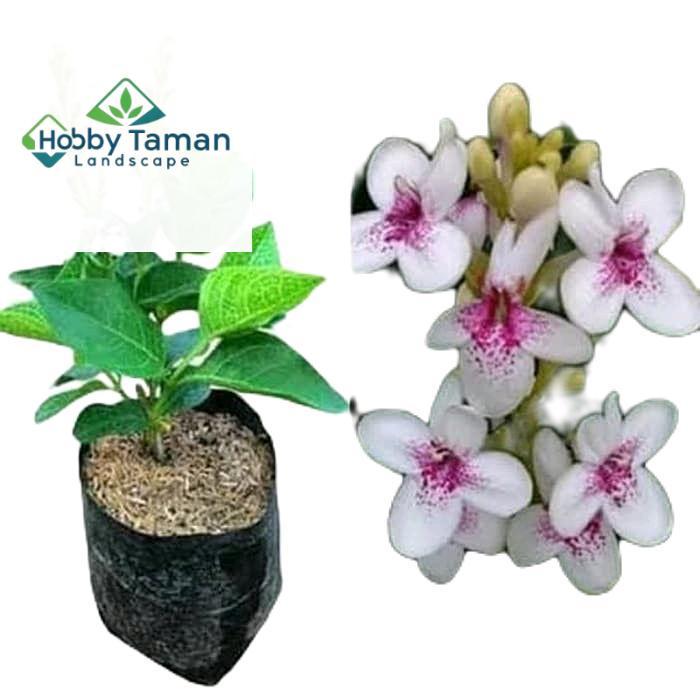 tanamanhias bunga melati jepang - tanaman melati jepang - bunga melati jepang - melati jepang bunga