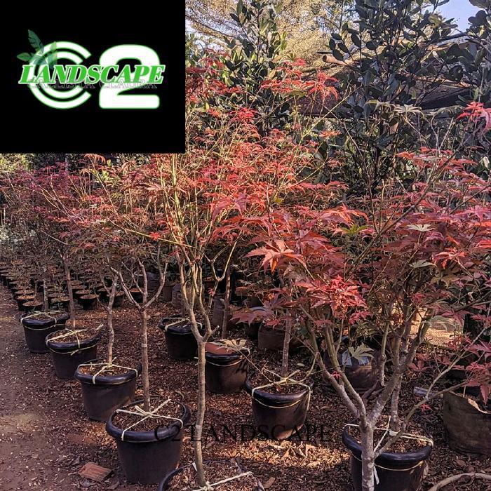 Tanaman hias Japanese red maple original - Bonsai Red Maple