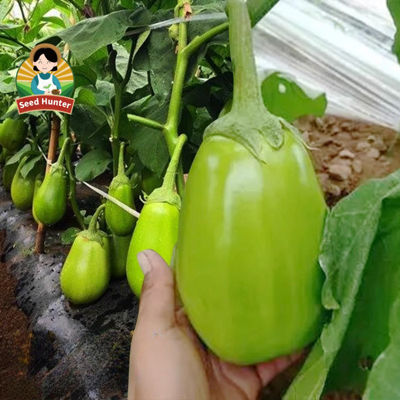 50 Butir Biji / Benih Terong Jumbo Jepang Pondoh Hijau