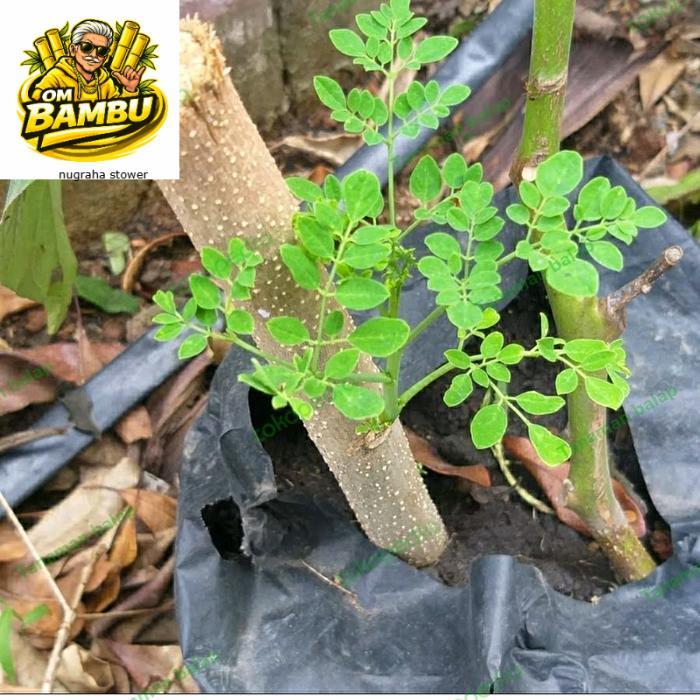 Bibit stek batng kelor Bibit pohon kelor cutting stek batang kelor siap