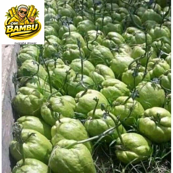 Bibit labu siam siap tanam/waluh siam/sayur waluh/benih labu siam AM