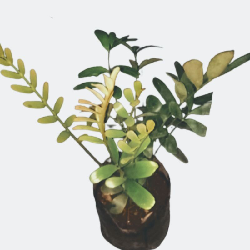 Zamia furfuraceae / Cycas Zamia