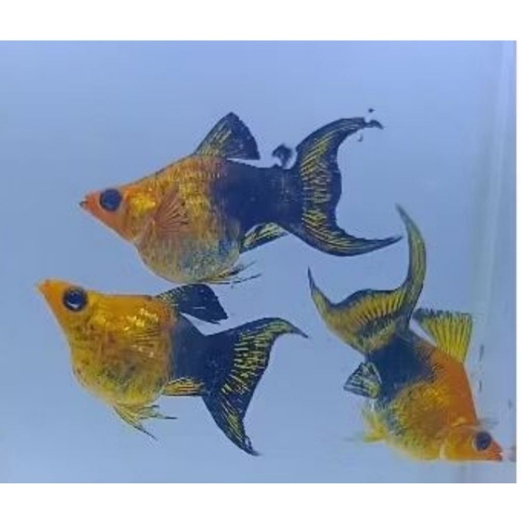 Hiasan aquarium Molly 10 Black Golden Balon Cawang