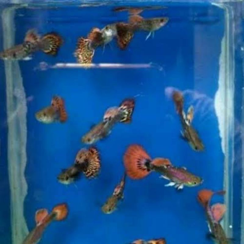 Hiasaan aquarium Ikan Guppy cendolan10 ekor bermacam-macam jenis