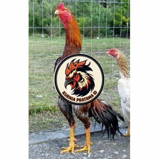 Telur ayam shamo jepang bangkok aduan fertil siap ditetaskan - ayam-shamo KURNIA PRATAMA ID