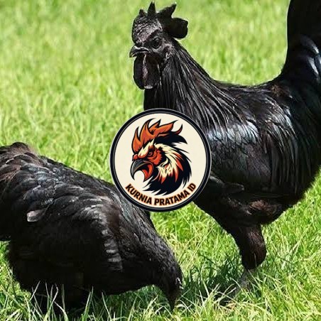 Telur ayam hias cemani lidah hitam fertil asli siap ditetaskan - ayam cemani KURNIA PRATAMA ID