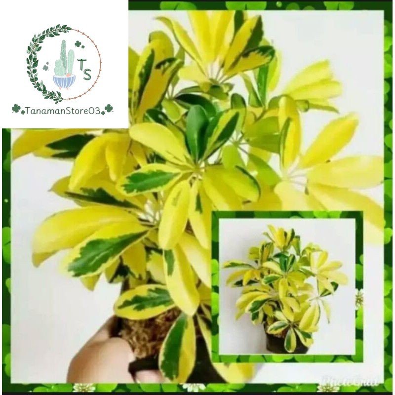 pohon walisongo golden-walisongo varigata