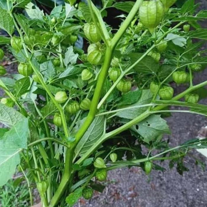 ciplukan/cecendet akar,batang,daun,buah 1 kg