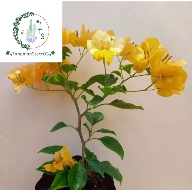 Tanaman Hias Bougenville Monalisa Kuning - Bougenville Bunga Kuning