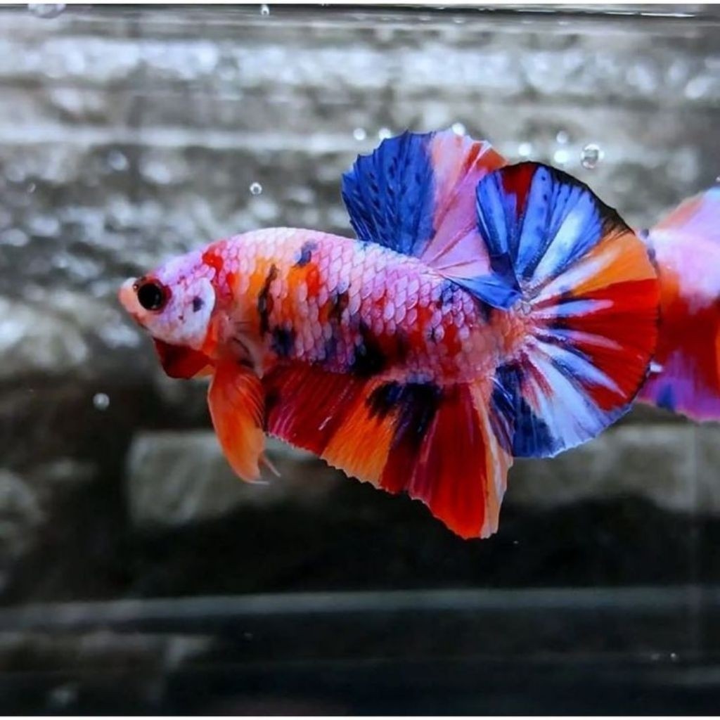 Cupang Plakat Jantan Multicolour Galaxy TopGrade HIASAN AKUARIUM
