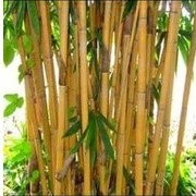 BIBIT BAMBU KUNING ASLI tanaman hias bambu kuning