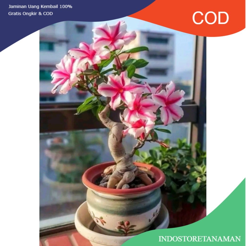Tanaman Hias Adenium  Kamboja Jepang Bunga Cantik Warna  Adenium Mini Bonsai Bunga Tumpuk