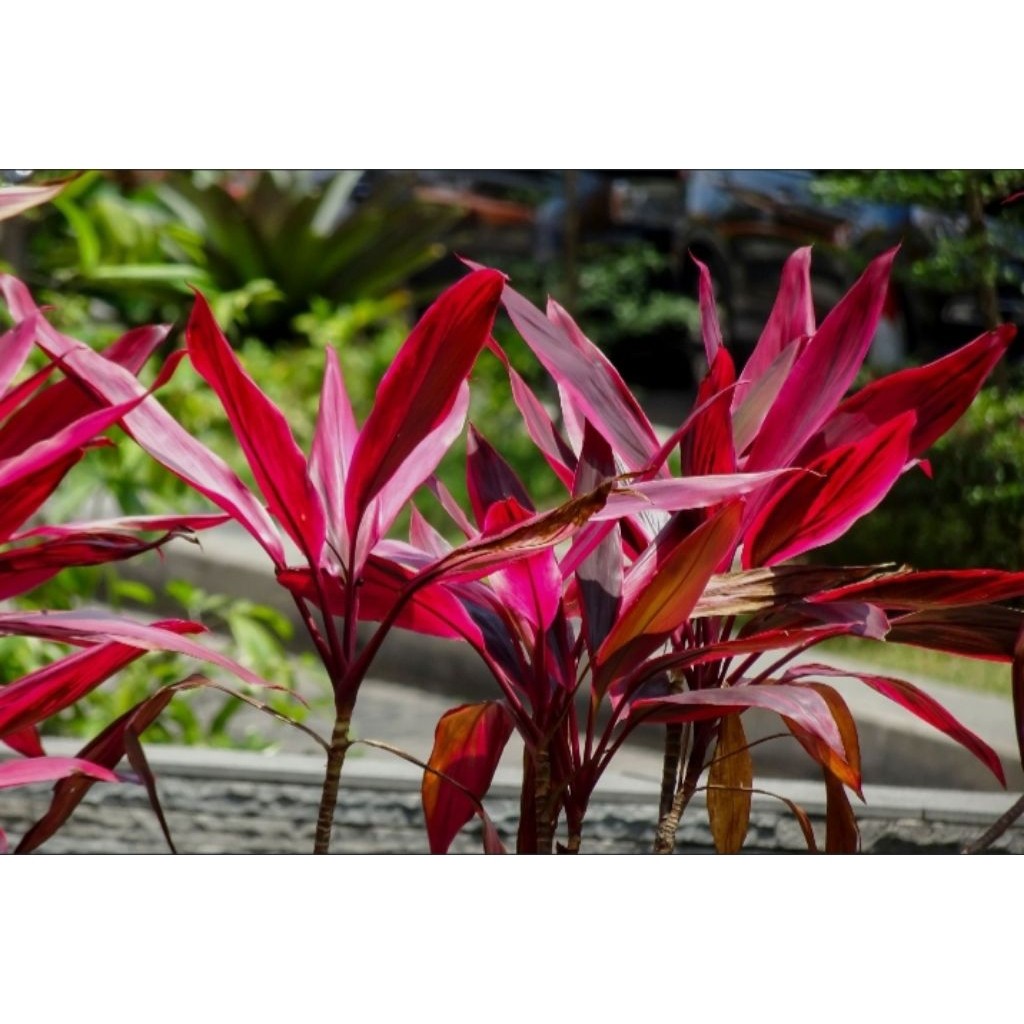 Tanaman Hanjuang Merah - Andong Merah - Tanaman Hias Outdoor Hanjuang Merah - Andong Merah.