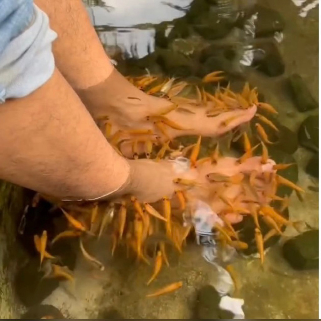 (PAKET 30) IKAN TERAPI KAKI IKAN HIAS NILEM LEMON IKAN GARRA RUFFA / bibit ikan nilem lemon ikan ter