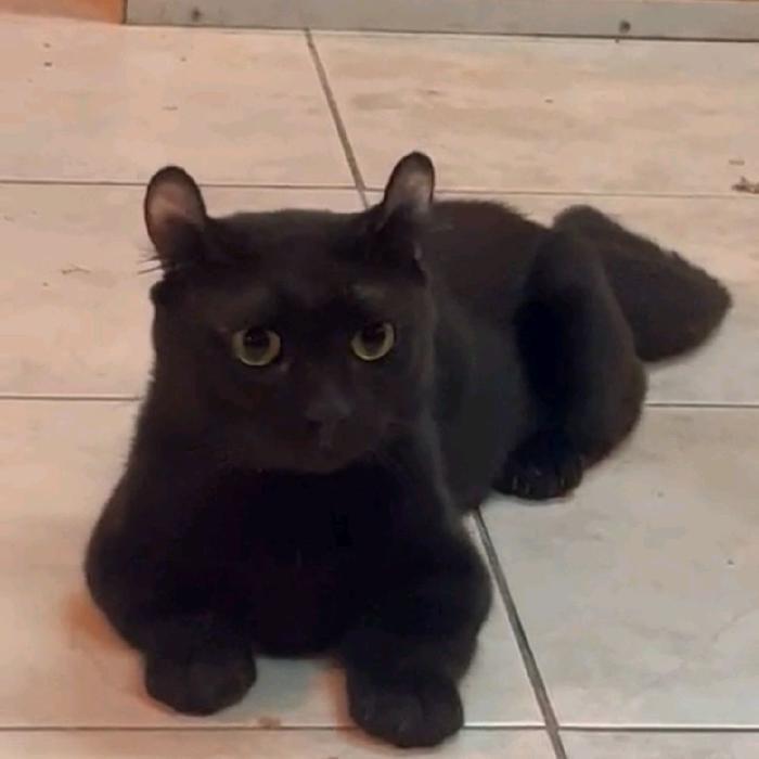 Kucing munchkin kinkalow / american curly