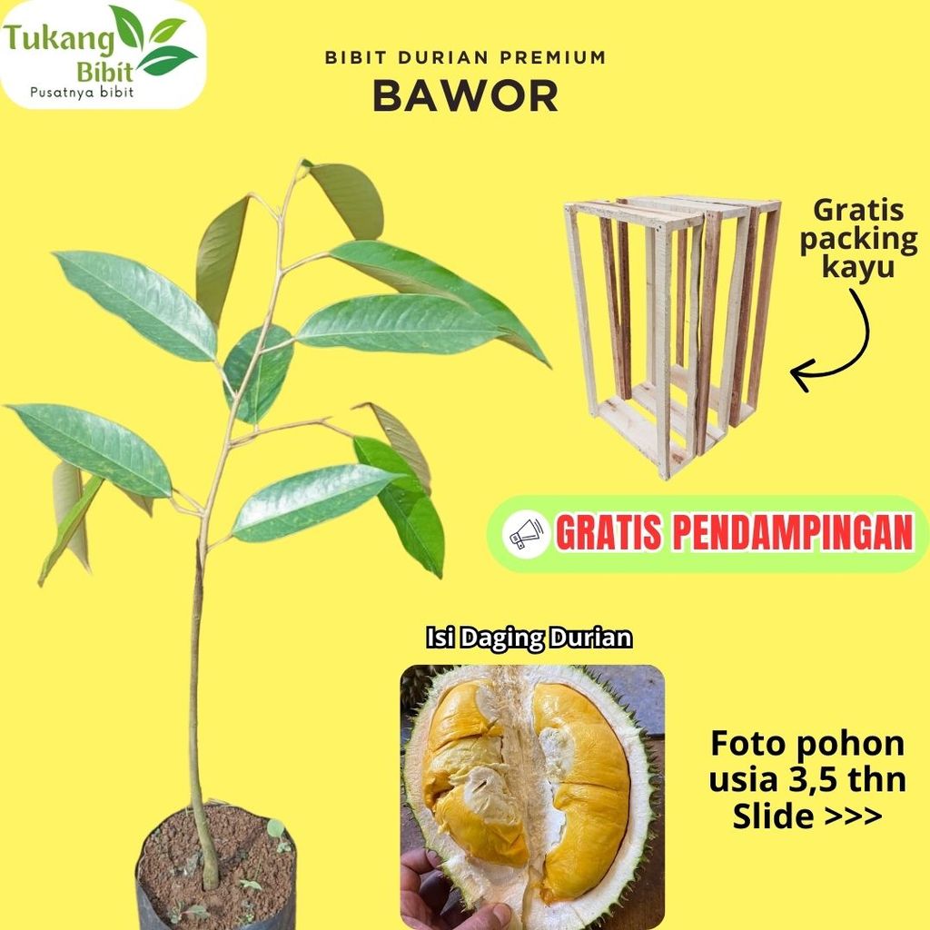 Bibit Durian Bawor Bibit Premium Asli Okulasi Super Siap Tanam Garansi Hidup Gratis Packing Kayu