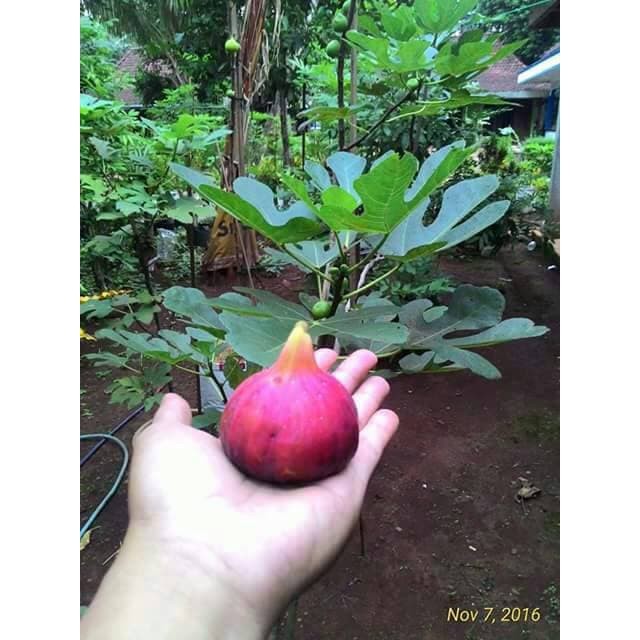 Fres Cangkok Bibit Buah Tin Red Libya Segar