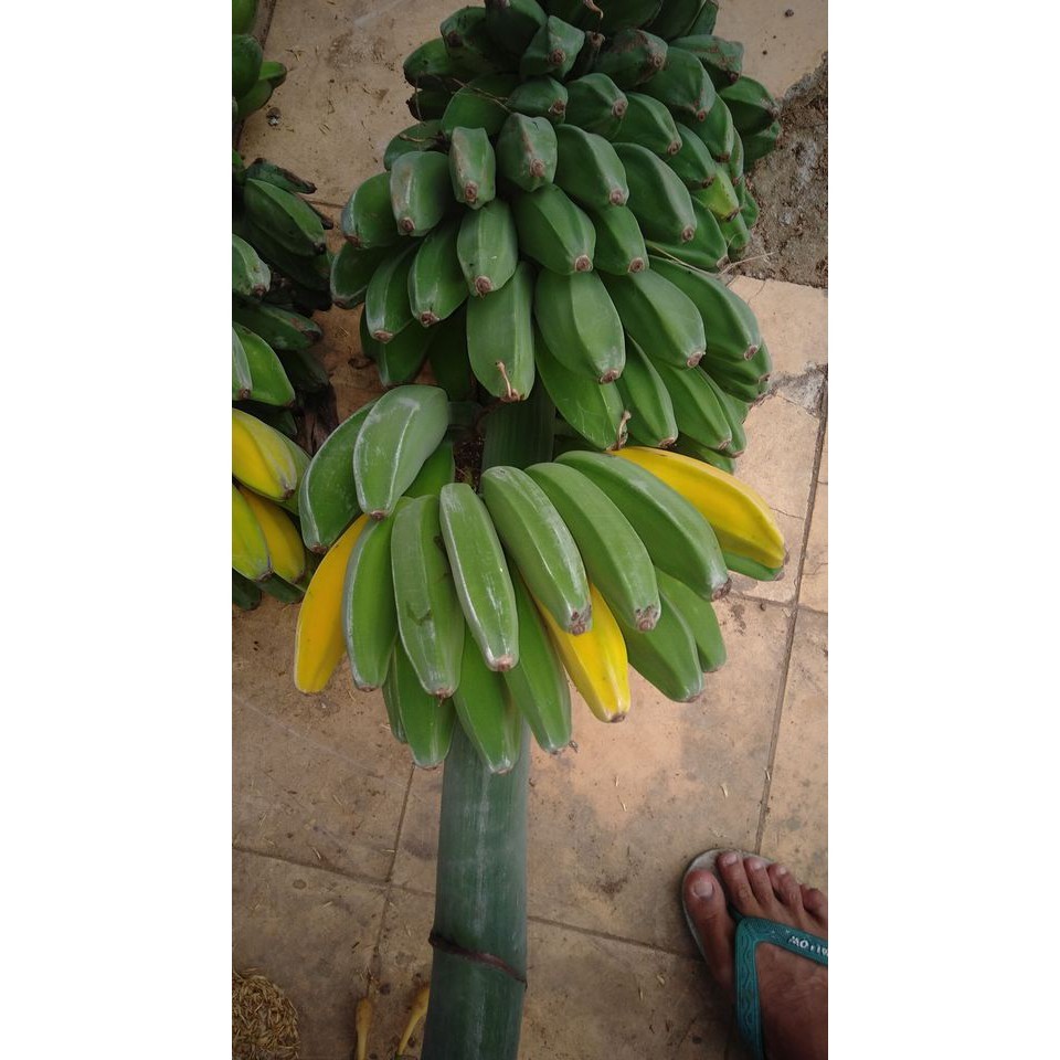 LOKAL JUMBO!!!, Jual Bibit Pisang Kepok, Jual Bibit Pisang Kepok Kuning