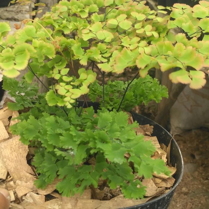 Bibit Tanaman Hias Pohon Suplir Maiden Hair/Suplir Betok