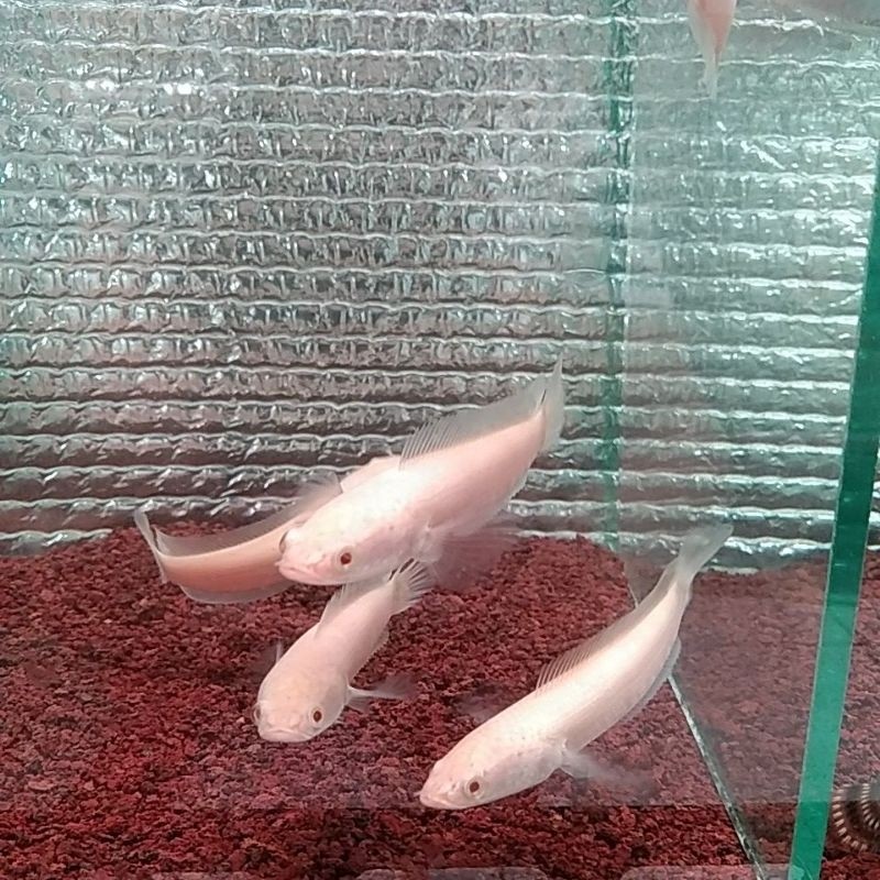 CHANA STRIATA ALBINO MATA MERAH PER EKOR -+8CM - 10
