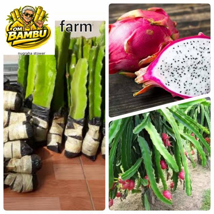 bibit stek buah naga putih super white