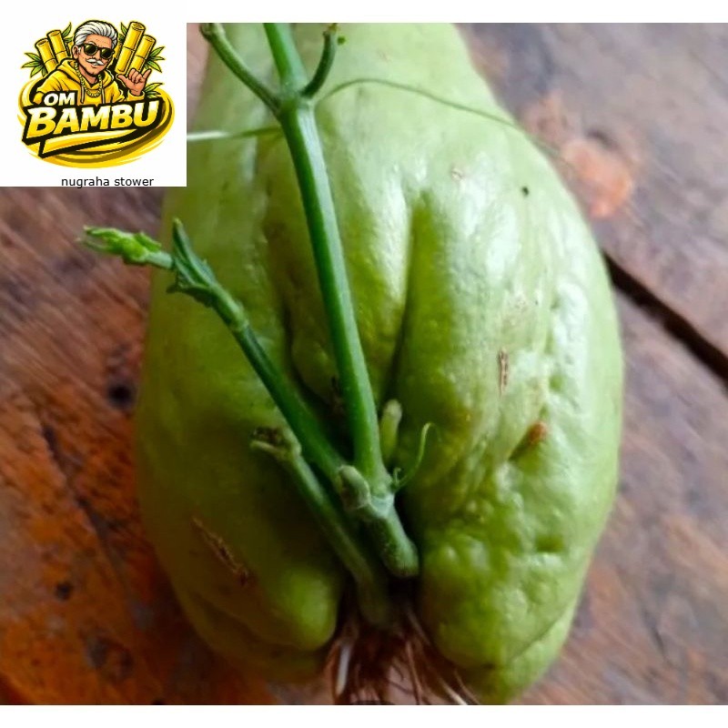 Bibit Labu Siam Jumbo Bandung Unggulan Berbuah Lebat