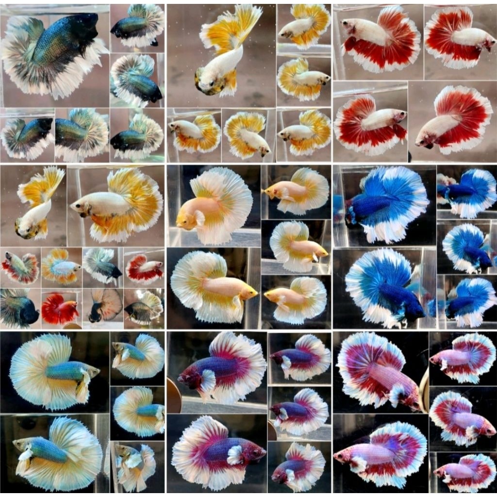 Grosir Giant Halfmoon Sz Besar Isi 30 siap dol