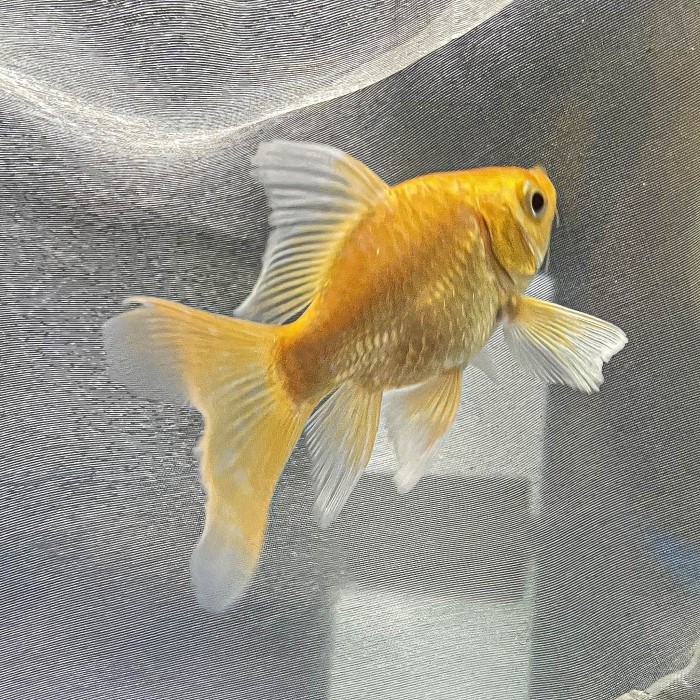 Gold Koi Butterfly Short Body / Huedielong Yellow SB / Naga Air Kuning