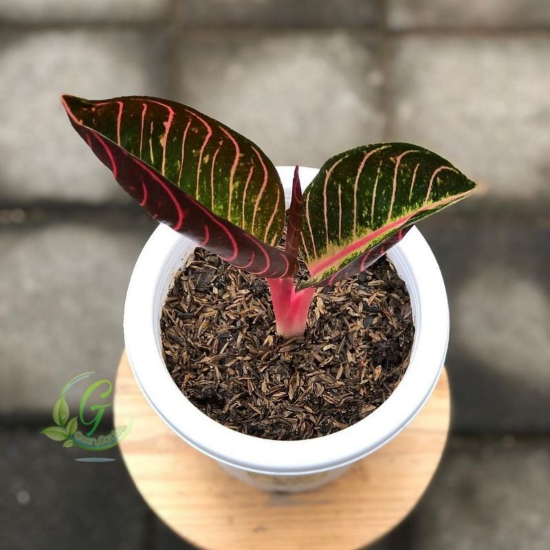 Tanaman Hias Aglonema Red Sumatera 2 daun + pucuk - Aglonema ret sumatra