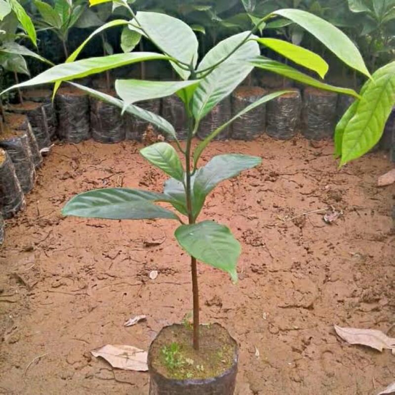 Bibit Pala Unggul Bibit Pala Siap Tanam Bibit Pala Super Bibit Pala